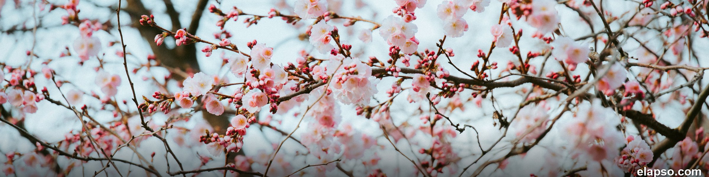 zum Frühling